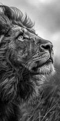 Naklejka premium intense black and white wildlife photography of a lion