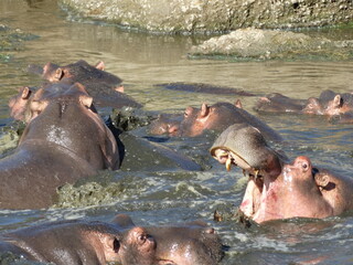 Closeup image of hippos fighting in the water