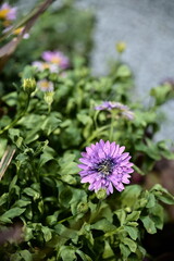 Obraz premium A close-up of Blue-eyed daisy, a daisy-like flower native to southern Africa, blooms in various colors from spring to autumn, making it popular for gardens and floral arrangements.