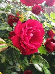 red rose