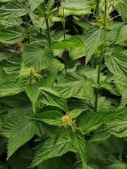 stinging nettle