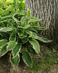 green grass Hosta