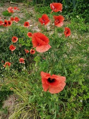 
Red poppy in garden