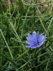 blue chicory flower