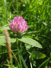 clover in the grass