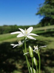 tiny beutiful white flowers
