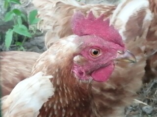 chicken