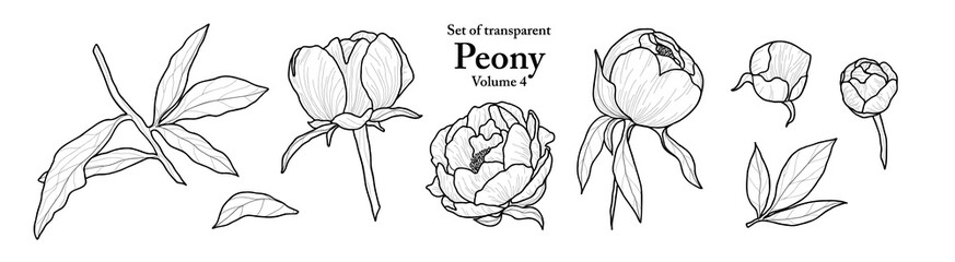 A series of isolated flower in cute hand drawn style. Peony in black outline and white plain on transparent background. Drawing of floral elements for coloring book or fragrance design. Volume 1.