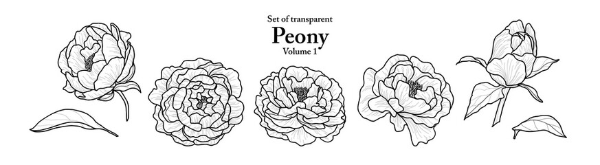 A series of isolated flower in cute hand drawn style. Peony in black outline on transparent background. Drawing of floral elements for coloring book or fragrance design. Volume 1.