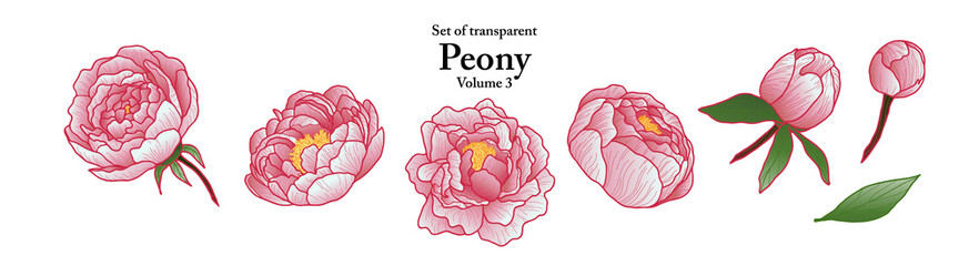 A series of isolated flower in cute hand drawn style. Peony in vivid colors on transparent background. Drawing of floral elements for coloring book or fragrance design. Volume 1.