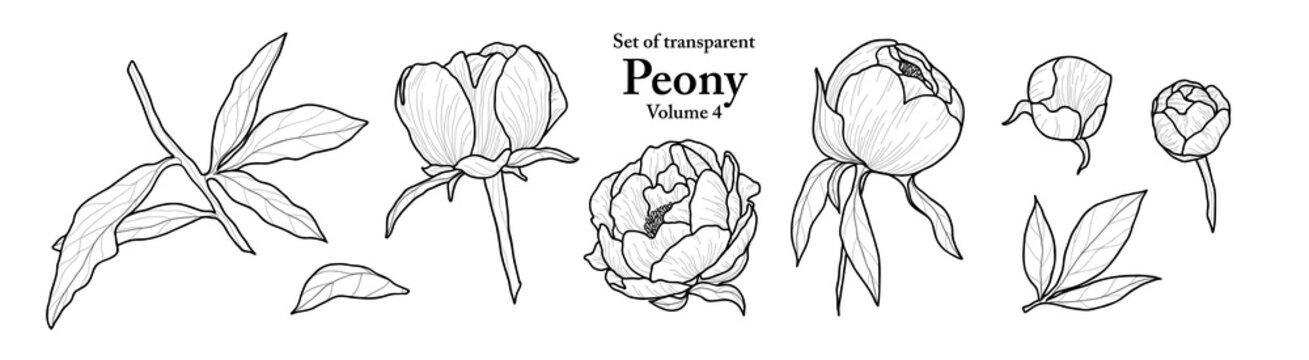 A series of isolated flower in cute hand drawn style. Peony in black outline on transparent background. Drawing of floral elements for coloring book or fragrance design. Volume 1.