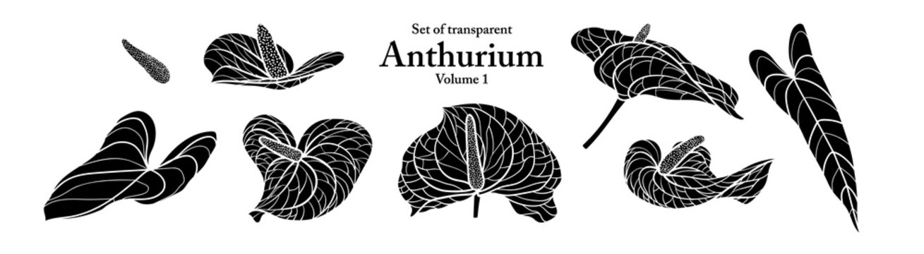 A series of isolated flower in cute hand drawn style. Silhouette Anthurium on transparent background. Drawing of floral elements for coloring book or fragrance design. Volume 1.