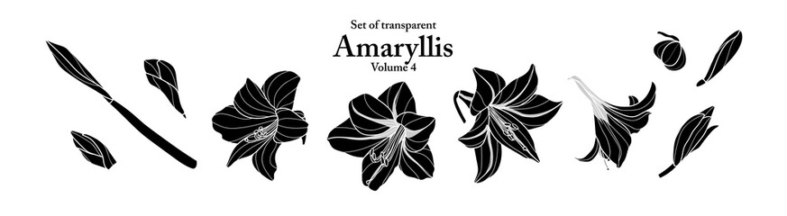 A series of isolated flower in cute hand drawn style. Silhouette Amaryllis on transparent background. Drawing of floral elements for coloring book or fragrance design. Volume 4. - obrazy, fototapety, plakaty