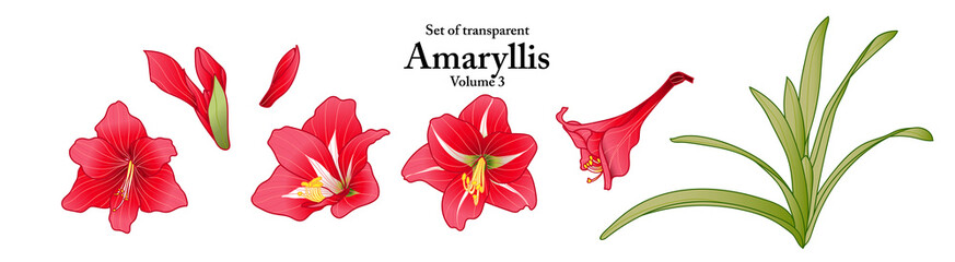 A series of isolated flower in cute hand drawn style. Amaryllis in vivid colors on transparent background. Drawing of floral elements for coloring book or fragrance design. Volume 3.