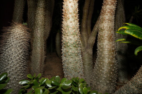 Pachypodium saundersii is a slow-growing succulent shrub with a thick, cylindrical trunk that can reach heights of up to 8 feet (2.4 meters) tall. |白马城