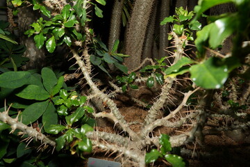 Pachypodium saundersii is a slow-growing succulent shrub with a thick, cylindrical trunk that can reach heights of up to 8 feet (2.4 meters) tall. |白马城