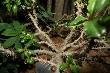 Pachypodium saundersii is a slow-growing succulent shrub with a thick, cylindrical trunk that can reach heights of up to 8 feet (2.4 meters) tall. |白马城