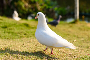 A white dove on the lawn. Scenery of the park in Dongguan, china in spring.