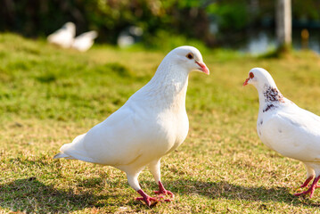 Two white doves on the lawn. Scenery of the park in Dongguan, china in spring.
