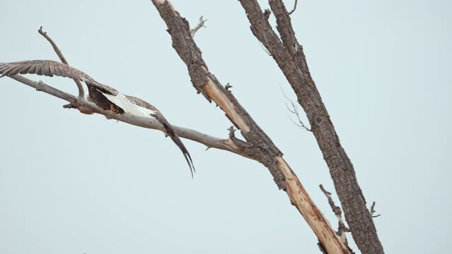 Bald Eagle flying through tree as it lands on a branch in slow motion.