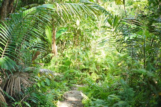 tropical forest