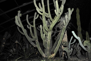 Pilosocereus robinii is a species of cactus native to the Caribbean, particularly to the islands of...