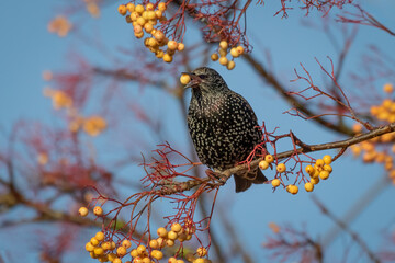 A close up of a starling, Sturnus vulgaris,  captured as it perches high in a tree feeding on the yellow berries. Taken as it has a berry in its beak. The background is a clear blue sky