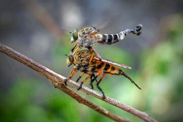 robber fly mating