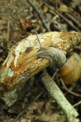 キノコを食べるカタツムリ