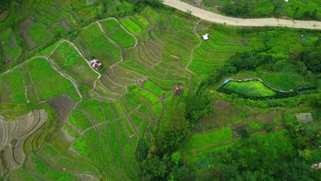 Aerial view of the rice fields.beautiful landscape view and mountain of  viswema is a southern angami naga village in the kohima district of the indian state of nagaland.