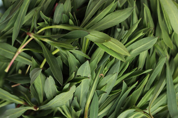 Bunch of fresh Bladder campion plants. Silene vulgaris plants harvest