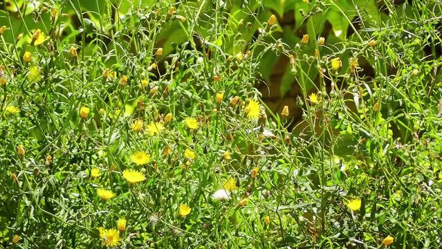 Crepis pulchra is European species of flowering plant in daisy family with name smallflower hawksbeard. It is widespread across much of Europe as well as in Morocco, Algeria, and Asia.