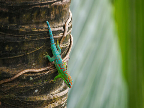 Turquoise colored ornate day Gecko on palm tree trunk in Mauritius 