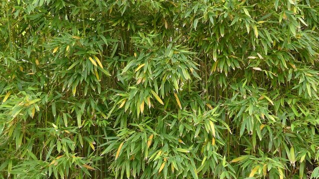 Phyllostachys aurea in Bambuseae tribe