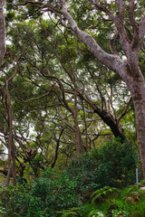 SYDNEY, NSW, AUSTRALIA - March 14, 2022: Sydney Skyline view from the Royal Botanic Gardens. It is...