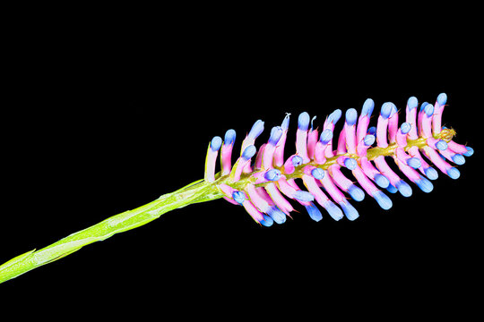 Matchstick bromeliad, Aechmea gamosepala, close-up, macro