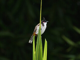Red Whiskered Bulbul bird perching on top of palm tree 