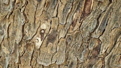 bark of a tree