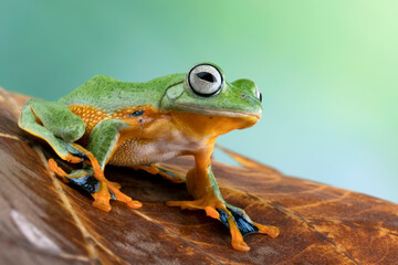 Tree frog on dry leaf, Gliding frog (Rhacophorus reinwardtii) sitting on leaves, Javan tree frog on branch, Indonesian tree frog
