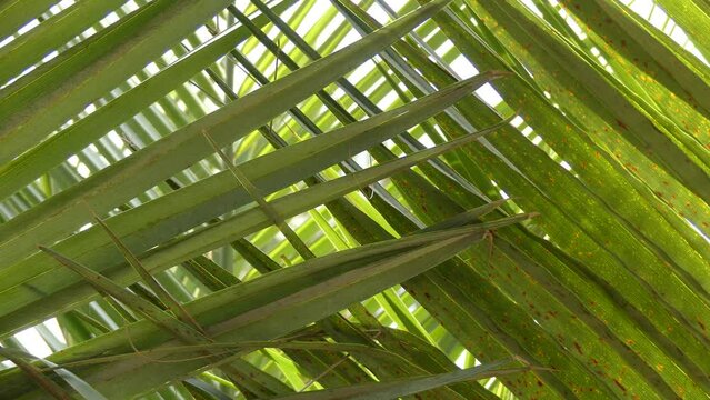 Jubaea is a genus of palms (family Arecaceae)