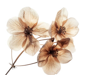 Fototapeta na wymiar Brown Flowers Beauty on Transparent Background