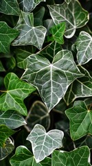 Detailed view of green leaves with prominent white veins, showcasing botanical intricacies and textures, background, wallpaper