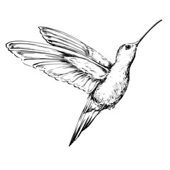 Sketch hummingbird in flight vintage drawing