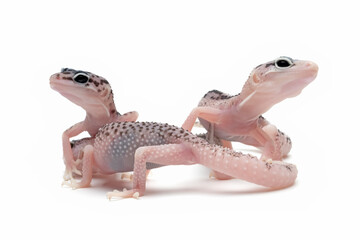Eublepharis macularius pied male closeup on isolated background, Leopard gecko 