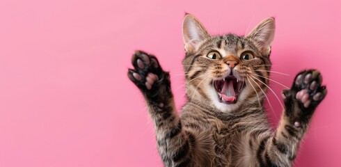 happy cat with its mouth open and its paws raised on a pink background with copyspace