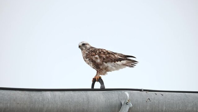 Rough-Legged Hawk perched on a sprinkler in the wind as it takes flight in Northern Utah.