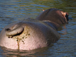 Closeup image of a rear view of a hippo in the water