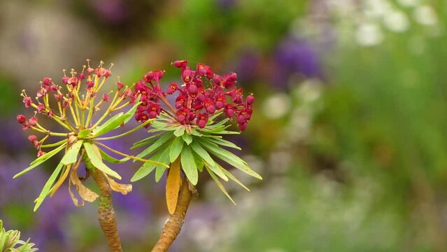 Euphorbia atropurpurea, called tabaiba majorera or tabaiba roja in Spanish, is a shrub in the family Euphorbiaceae native to Tenerife in the Canary Islands.