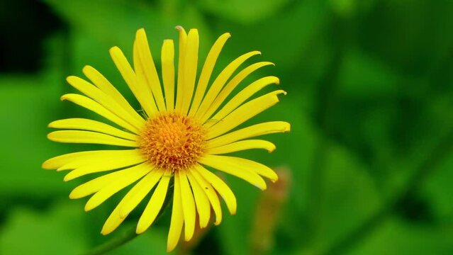 Inula in family Asteraceae