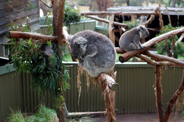 Koala (Phascolarctos cinereus) resting in a zoo : (pix Sanjiv Shukla)